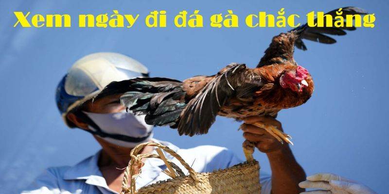 Các điều cần lưu ý khi coi ngày gà đá mà bạn nên biết