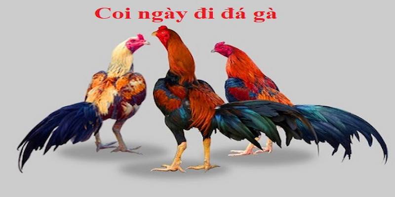 Các lý do cần phải coi ngày đá gà nên biết