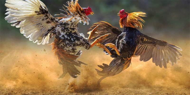 Cách xem ngày đá gà theo các mùa trong năm như cao thủ