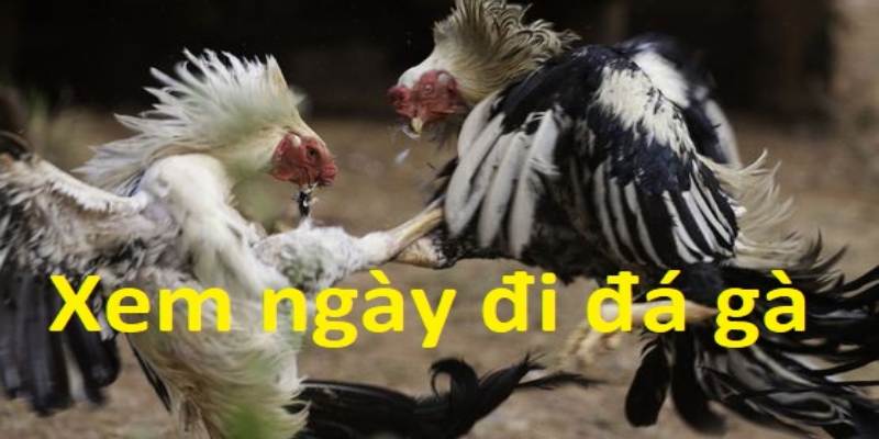 Coi ngày gà đá theo màu cực hay dành cho sư kê