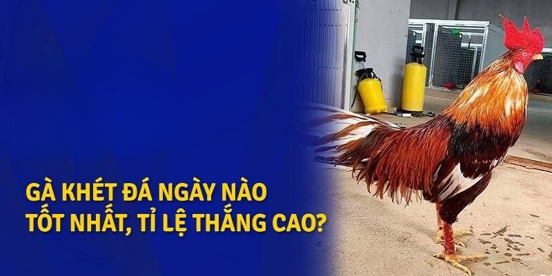 Gà khét đá ngày nào tốt mang đến chiến thắng cho sư kê