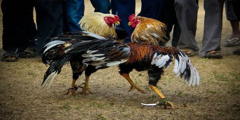 Tại sao cần phải xem gà khét đá ngày nào tốt
