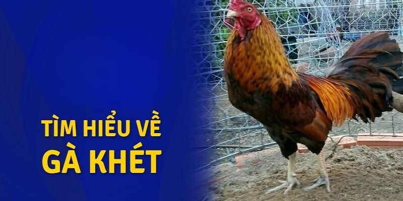 Tìm hiểu về gà khét với thông tin chi tiết
