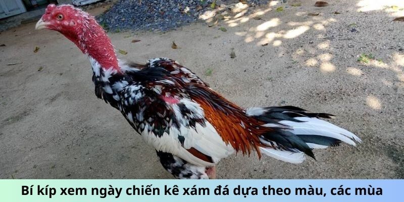 Bí kíp xem ngày chiến kê xám đá dựa theo màu, các mùa