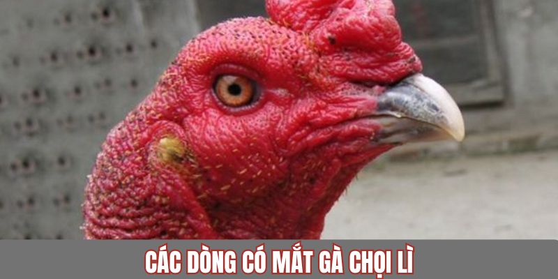Các dòng chiến kê có xuất hiện mắt lì