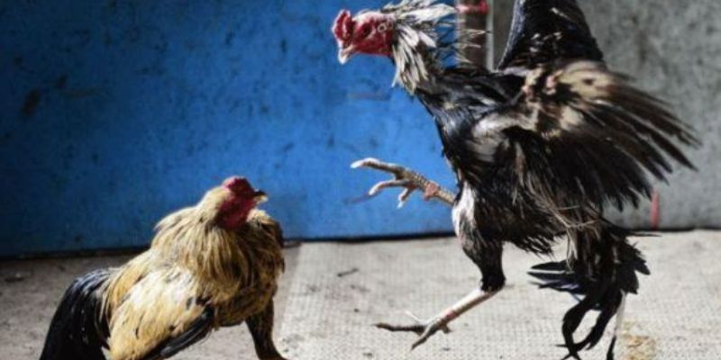 Cách chăm sóc để sở hữu gà chọi chất lượng