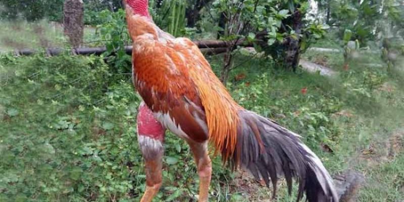 Chọn gà chọi đá hay nhờ vào tiếng gáy