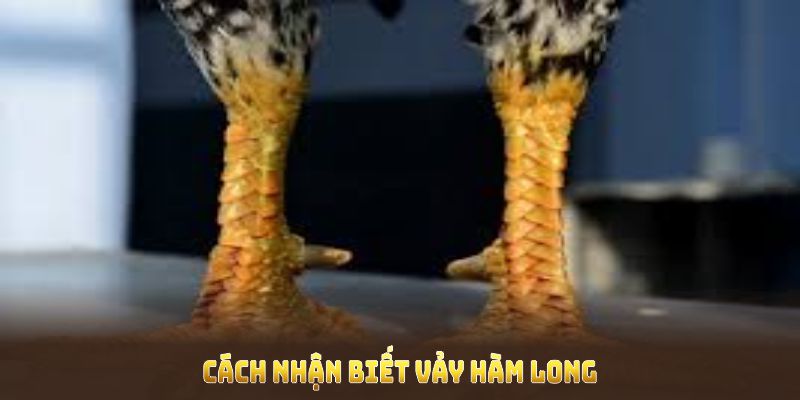 Cách nhận biết vảy hàm long với độ chính xác chuyên nghiệp