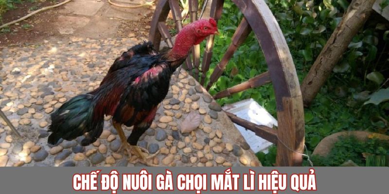 Cách chiến kê hiệu quả phát huy tối đa khả năng chiến đấu
