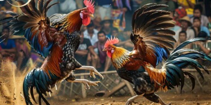 Luật chơi đá gà mà bạn cần biết trước khi tham gia loại hình này.