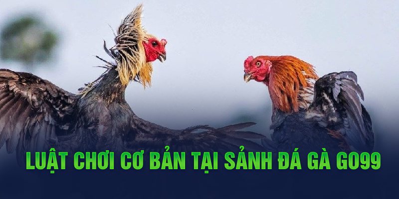 Vì sao phải lựa chọn giờ khắc tốt để đá gà chuối