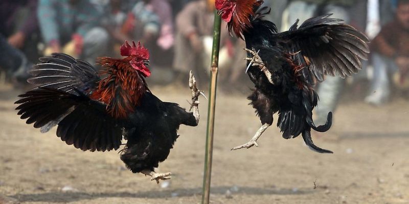 Gà chuối một loại gà chiến siêu khỏe