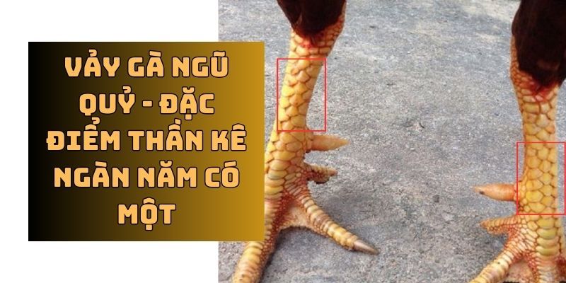 Những yếu tố nổi trội về vảy gà ngũ quỷ