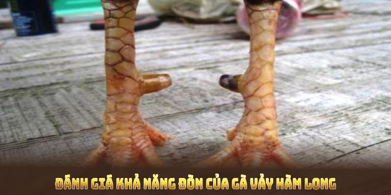 Đánh giá khả năng đòn của gà vảy hàm long qua thực chiến