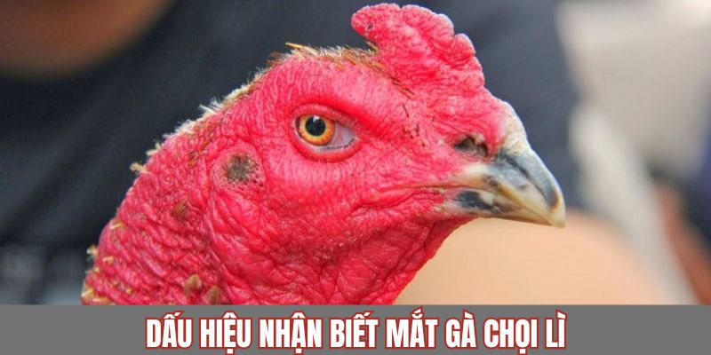 Các đặc điểm nhận dạng mắt của gà chọi lì