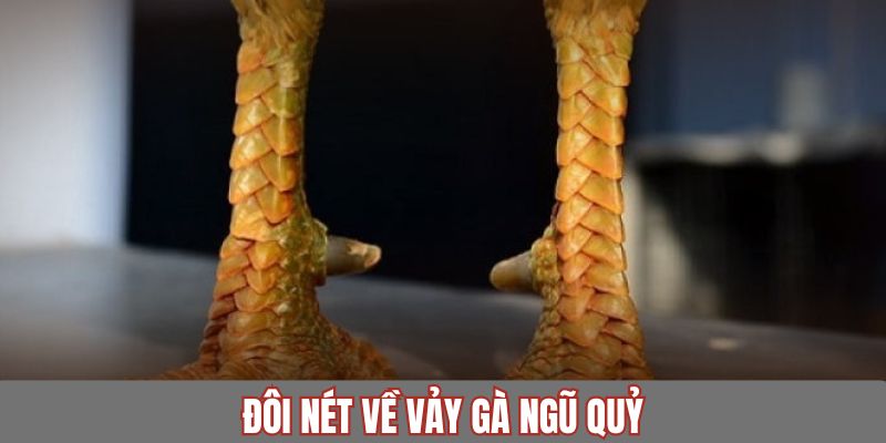 Tổng quan thông tin về vảy ngũ quỷ của các chiến kê