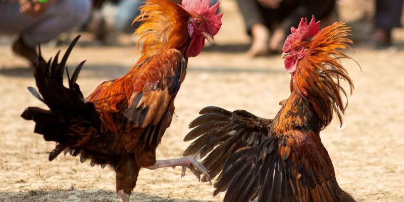 Phương pháp xem gà điều đá ngày nào tốt nhất