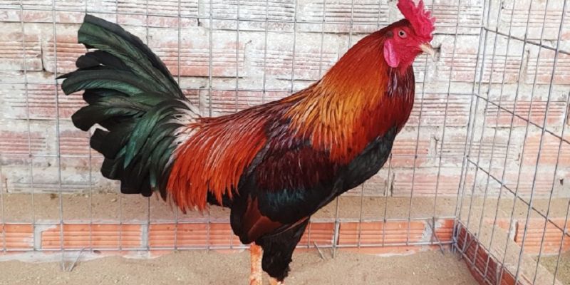 Gà điều là giống kê có bộ lông khá nổi bật