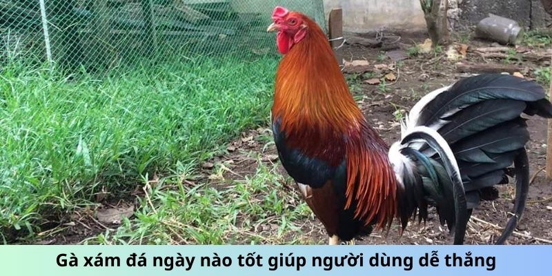 Gà xám đá ngày nào tốt giúp người dùng dễ thắng
