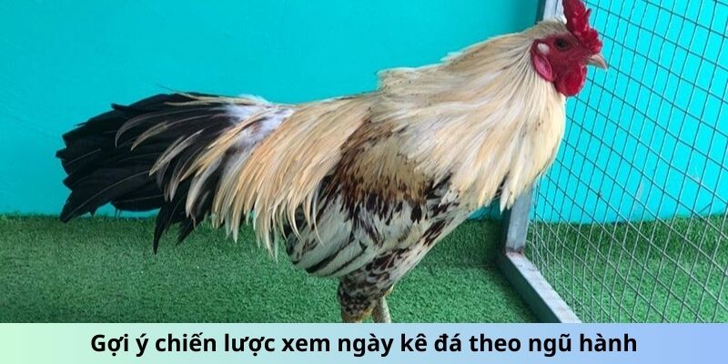 Gợi ý chiến lược xem ngày kê đá theo ngũ hành