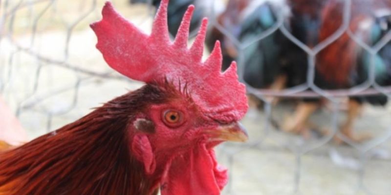 Mồng gà chọi hộp được ưa chuộng