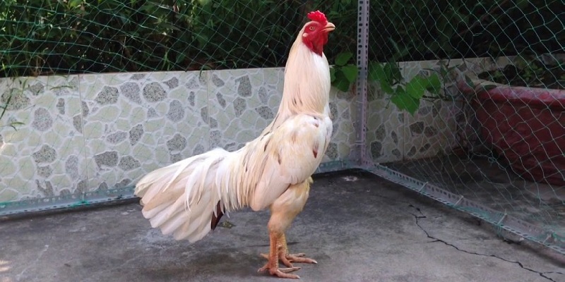 Những yếu tố ảnh hưởng đến việc chọn ngày đá gà bướm
