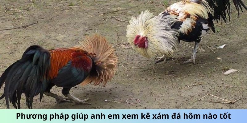 Phương pháp giúp anh em xem kê xám đá hôm nào tốt