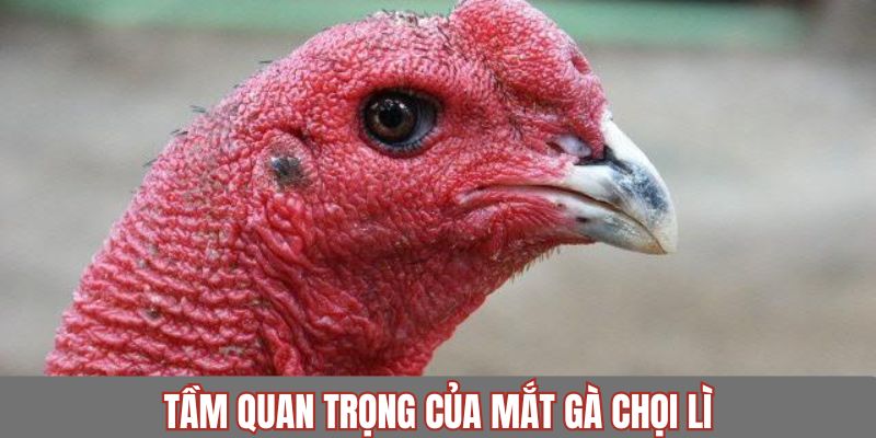Đôi mắt của chiến kê phản ánh rõ khả năng chiến đấu của chúng
