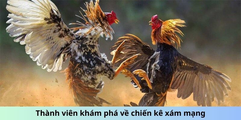 Thành viên khám phá về chiến kê xám mạng