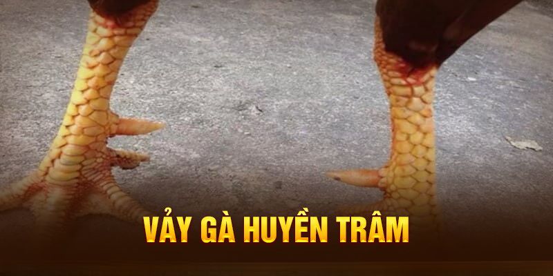 Tổng hợp các loại vảy gà huyền trâm tốt nhất hiện nay