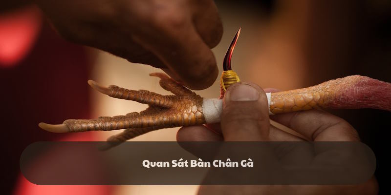 Nhìn vào bàn chân của chiến kê để lựa chọn