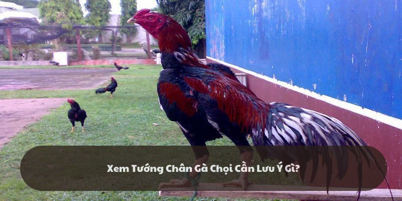 Lưu ý bạn cần nắm rõ khi xem tướng chân gà chọi