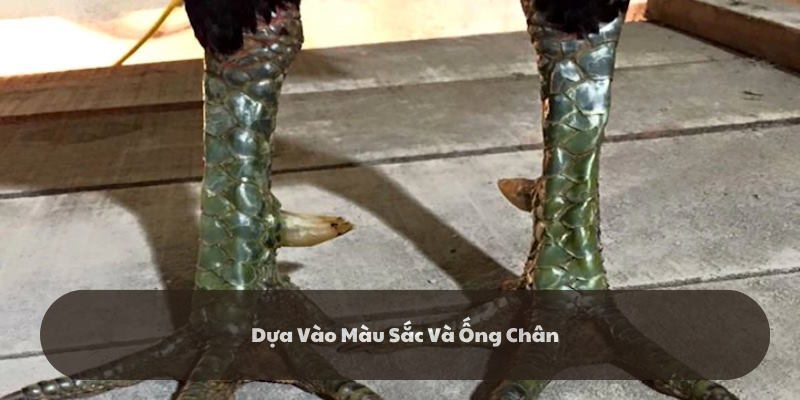 Màu sắc lẫn ống chân cũng trở thành yếu tố quyết định