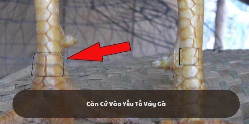 Xem tướng chân gà chọi thông qua vảy