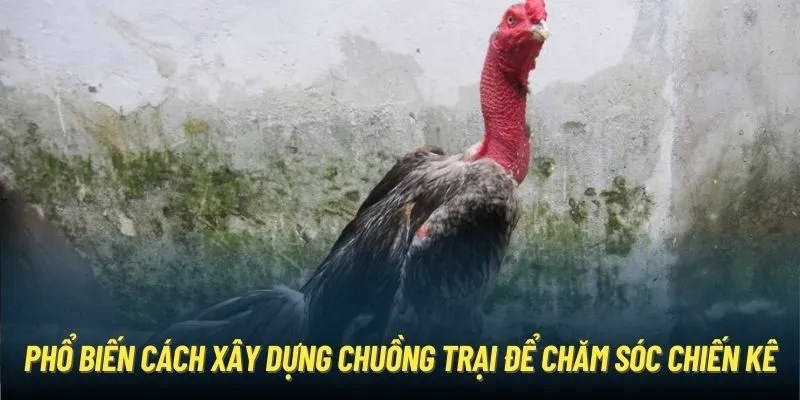 Chuồng nuôi trở thành điều kiện sống quan trọng với kê
