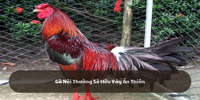 Giống kê nòi sở hữu dấu hiệu Án Thiên độc đáo