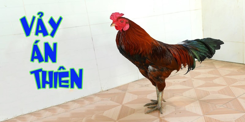 Sơ lược về vảy gà chọi Án Thiên đầy hấp dẫn