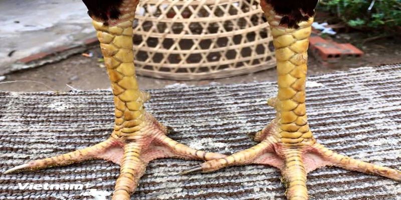 Giải thích cụm thuật ngữ vảy gà đá