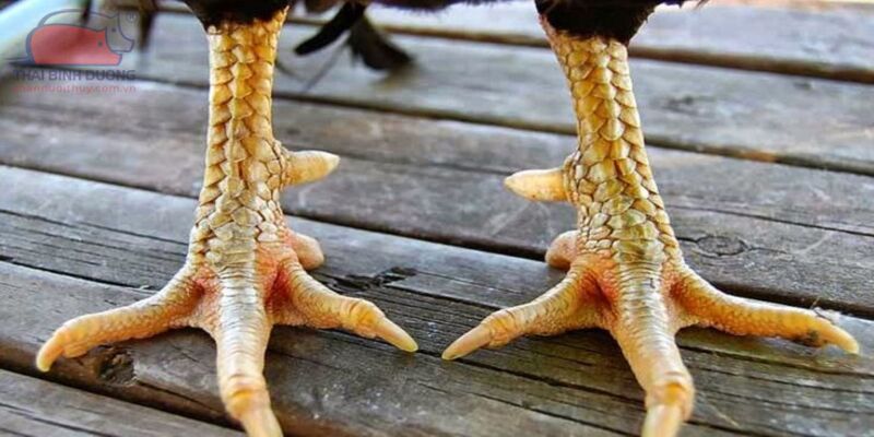 Vảy gà huyền trâm là loại vảy quý hiếm nào?