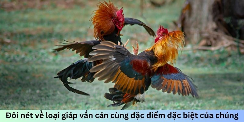 Đôi nét về loại giáp vấn cán cùng đặc điểm đặc biệt của chúng