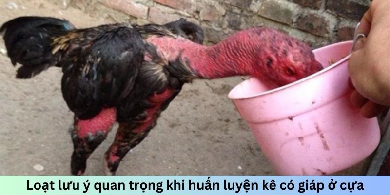 Loạt lưu ý quan trọng khi huấn luyện kê có giáp ở cựa