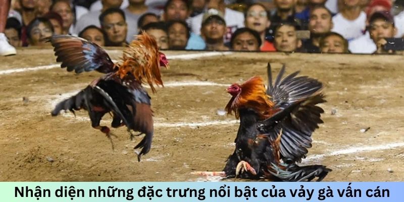 Nhận diện những đặc trưng nổi bật của vảy gà vấn cán