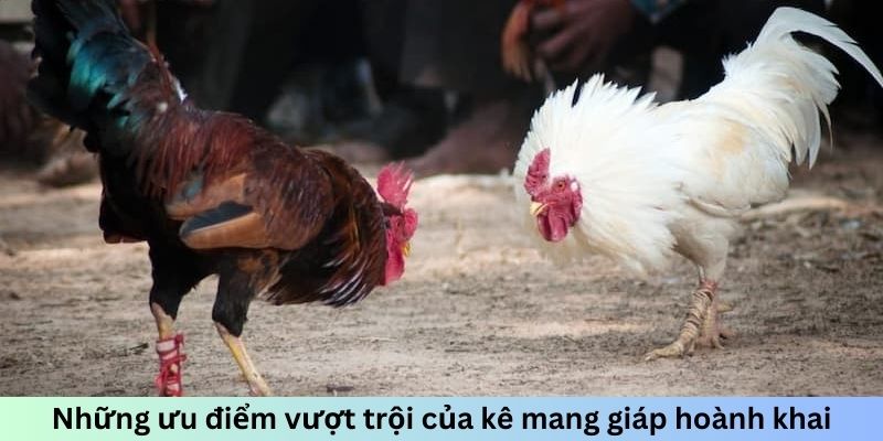 Những ưu điểm vượt trội của kê mang giáp hoành khai