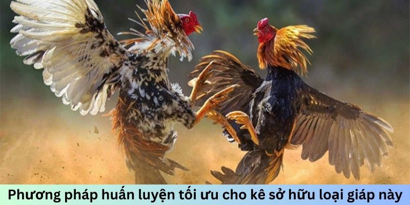 Phương pháp huấn luyện tối ưu cho kê sở hữu loại giáp này