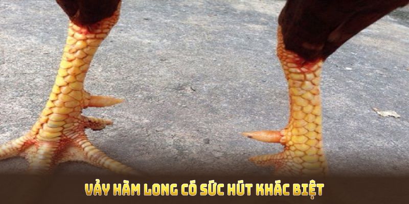 Vảy hàm long có sức hút khác biệt so với loại vảy gà khác