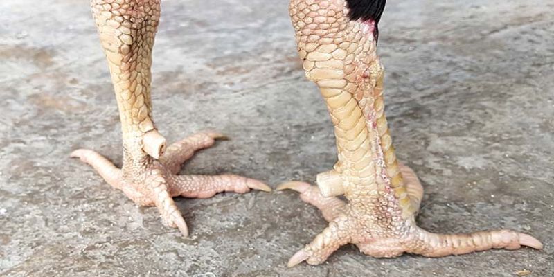 Vảy liên giáp ngoại