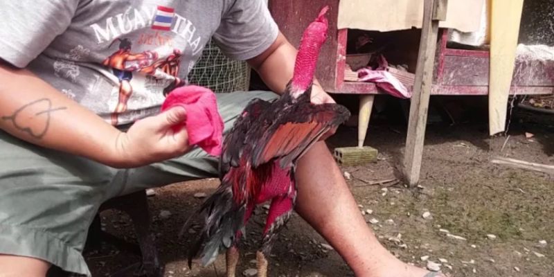 Chăm sóc linh kê trước khi ra trận