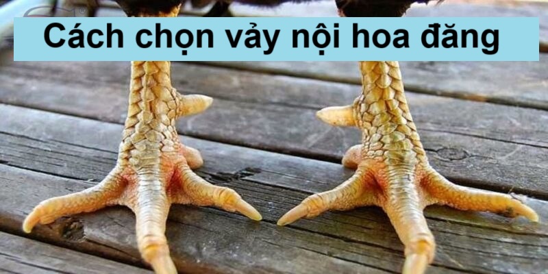 Cách xác định vảy hoa đăng có người mới