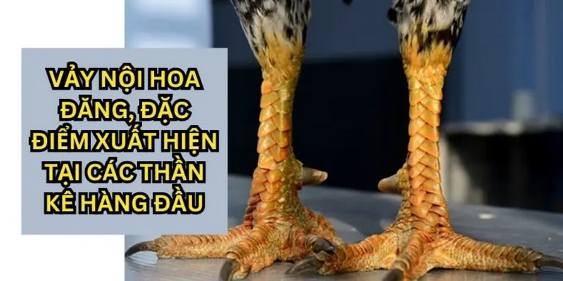 Các đặc điểm nhận diện vảy nội hoa đăng