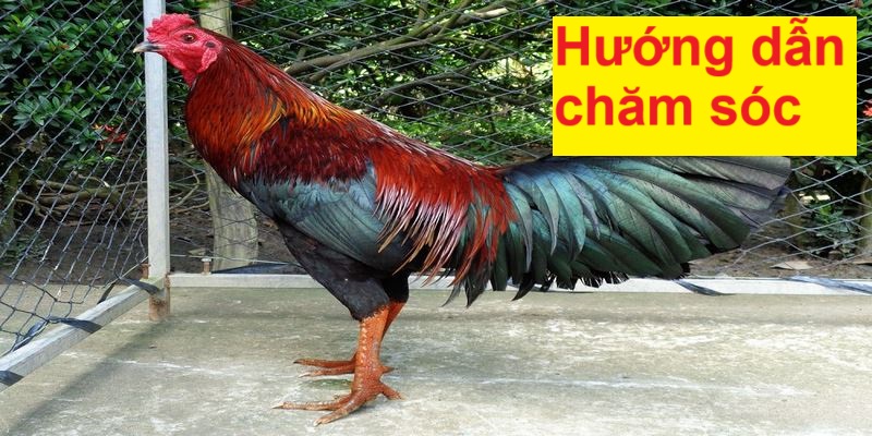 Hướng dẫn chăm sóc giống gà vảy hoa đăng